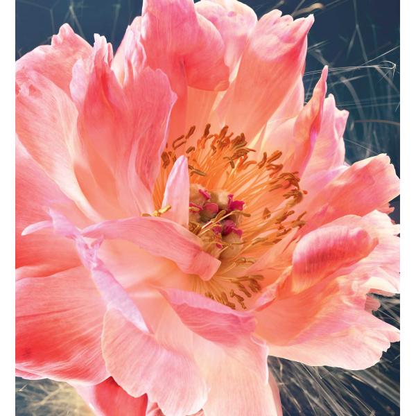 Profumo Donna Dior Joy EDP 90 ml