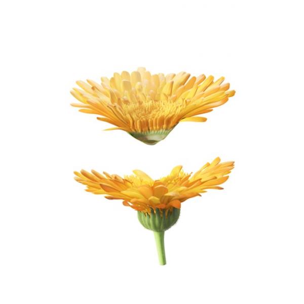 Weleda Calendula Body Lotion 200ml